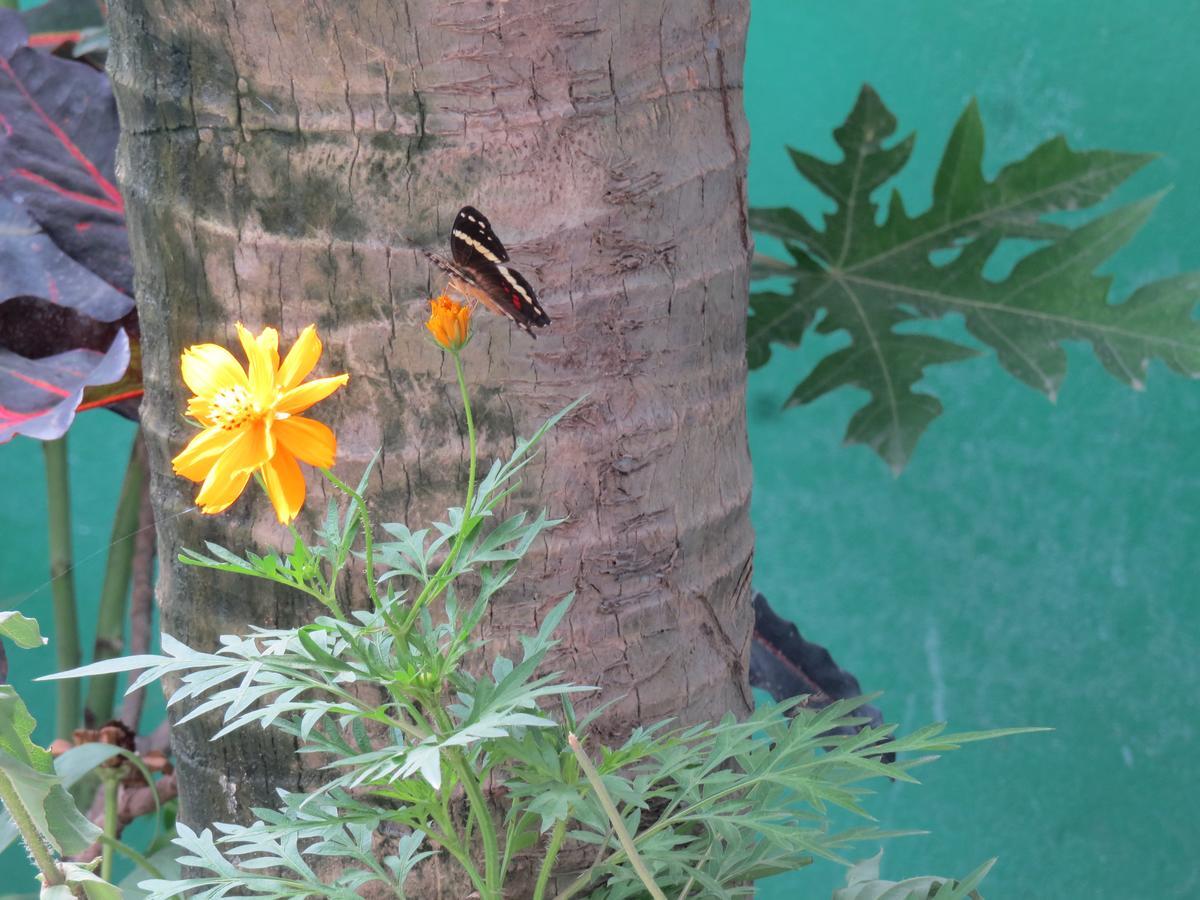 Cocobolo Surf Hotel & School Playa Santa Teresa  エクステリア 写真