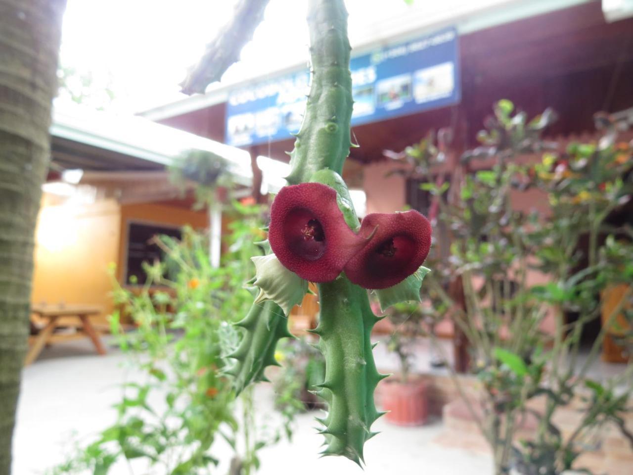 Cocobolo Surf Hotel & School Playa Santa Teresa  エクステリア 写真